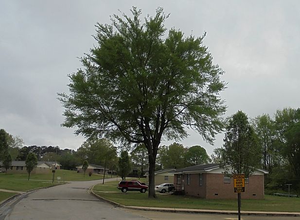 Photo of Jumpertown Subdivision